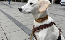 NANOOK, Hund, Mischlingshund in Wetzlar - Bild 1