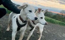 NANOOK, Hund, Mischlingshund in Wetzlar - Bild 2