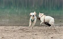 NANOOK, Hund, Mischlingshund in Wetzlar - Bild 3