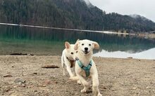 NANOOK, Hund, Mischlingshund in Wetzlar - Bild 4