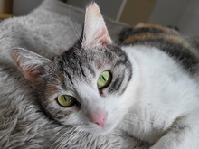HEDWIG, Katze, Europäisch Kurzhaar-Mix in Hennickendorf - Bild 1