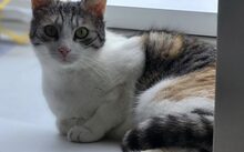 HEDWIG, Katze, Europäisch Kurzhaar-Mix in Hennickendorf - Bild 2