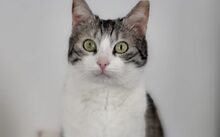 HEDWIG, Katze, Europäisch Kurzhaar-Mix in Hennickendorf - Bild 3