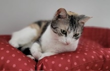 HEDWIG, Katze, Europäisch Kurzhaar-Mix in Hennickendorf - Bild 4