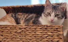 HEDWIG, Katze, Europäisch Kurzhaar-Mix in Hennickendorf - Bild 5