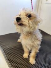 MIRCO, Hund, Chihuahua-Yorkshire Terrier-Mix in Slowakische Republik - Bild 1