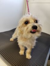 MIRCO, Hund, Chihuahua-Yorkshire Terrier-Mix in Slowakische Republik - Bild 2