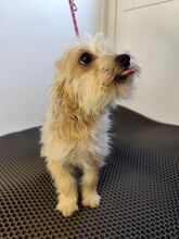 MIRCO, Hund, Chihuahua-Yorkshire Terrier-Mix in Slowakische Republik - Bild 3