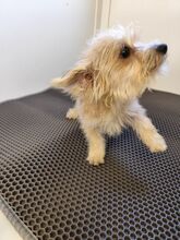 MIRCO, Hund, Chihuahua-Yorkshire Terrier-Mix in Slowakische Republik - Bild 5
