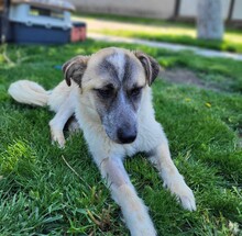 LUNA, Hund, Mischlingshund in Rumänien - Bild 1