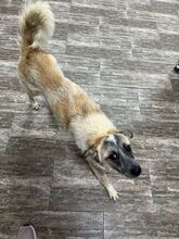 LUNA, Hund, Mischlingshund in Rumänien - Bild 2