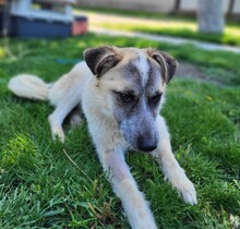 LUNA, Hund, Mischlingshund in Rumänien - Bild 3
