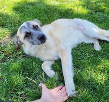 LUNA, Hund, Mischlingshund in Rumänien - Bild 4