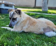LUNA, Hund, Mischlingshund in Rumänien - Bild 6