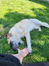 LUNA, Hund, Mischlingshund in Rumänien - Bild 7