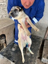 LUNA, Hund, Mischlingshund in Rumänien - Bild 8