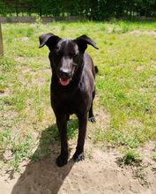 MARCI, Hund, Mischlingshund in Ungarn - Bild 1
