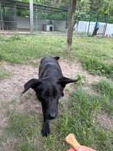 MARCI, Hund, Mischlingshund in Ungarn - Bild 2