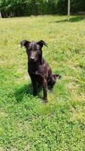MARCI, Hund, Mischlingshund in Ungarn - Bild 3