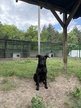 MARCI, Hund, Mischlingshund in Ungarn - Bild 4