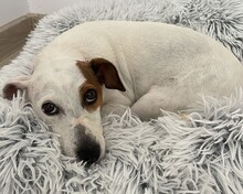 EMMI, Hund, Jack Russell Terrier in Rumänien - Bild 1