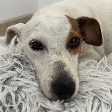 EMMI, Hund, Jack Russell Terrier in Rumänien - Bild 2