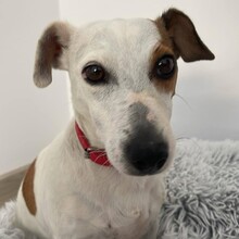 EMMI, Hund, Jack Russell Terrier in Rumänien - Bild 3