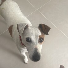 EMMI, Hund, Jack Russell Terrier in Rumänien - Bild 5