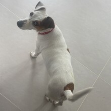 EMMI, Hund, Jack Russell Terrier in Rumänien - Bild 6