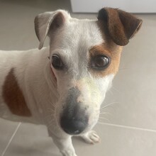 EMMI, Hund, Jack Russell Terrier in Rumänien - Bild 7