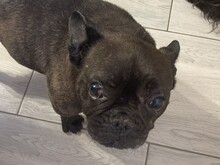 ALMA, Hund, Französische Bulldogge in Rumänien - Bild 1