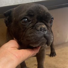 ALMA, Hund, Französische Bulldogge in Rumänien - Bild 2