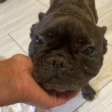 ALMA, Hund, Französische Bulldogge in Rumänien - Bild 3