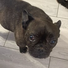 ALMA, Hund, Französische Bulldogge in Rumänien - Bild 4