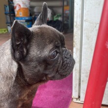 ALMA, Hund, Französische Bulldogge in Rumänien - Bild 5