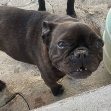 ALMA, Hund, Französische Bulldogge in Rumänien - Bild 6