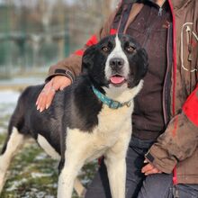 ANGI, Hund, Mischlingshund in Ungarn - Bild 1