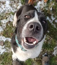 ANGI, Hund, Mischlingshund in Ungarn - Bild 2