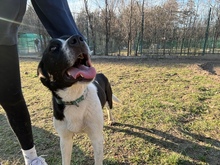 ANGI, Hund, Mischlingshund in Ungarn - Bild 3