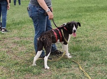 ANGI, Hund, Mischlingshund in Ungarn - Bild 4