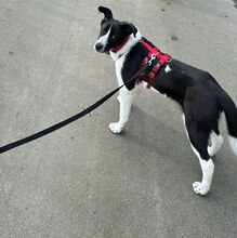 ANGI, Hund, Mischlingshund in Ungarn - Bild 5