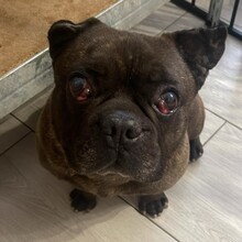MICKY, Hund, Französische Bulldogge in Rumänien - Bild 1