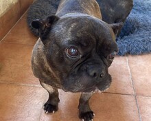 MICKY, Hund, Französische Bulldogge in Rumänien - Bild 10