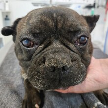 MICKY, Hund, Französische Bulldogge in Rumänien - Bild 2