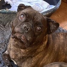 MICKY, Hund, Französische Bulldogge in Rumänien - Bild 3
