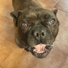 MICKY, Hund, Französische Bulldogge in Rumänien - Bild 4