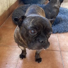 MICKY, Hund, Französische Bulldogge in Rumänien - Bild 5