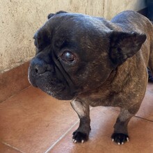 MICKY, Hund, Französische Bulldogge in Rumänien - Bild 6