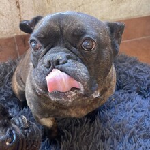 MICKY, Hund, Französische Bulldogge in Rumänien - Bild 7