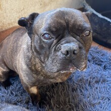 MICKY, Hund, Französische Bulldogge in Rumänien - Bild 8